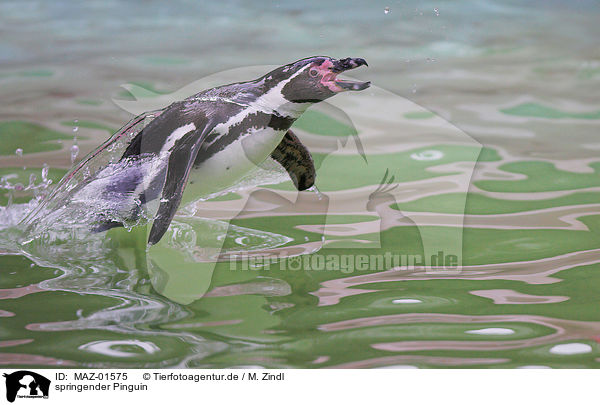 springender Pinguin / MAZ-01575
