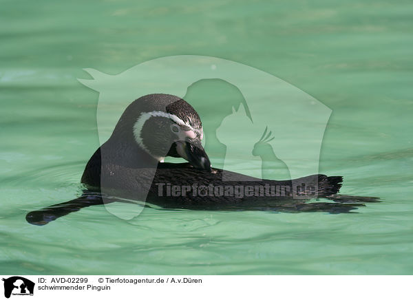 schwimmender Pinguin / swimming penguin / AVD-02299