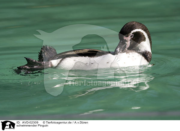 schwimmender Pinguin / swimming penguin / AVD-02309