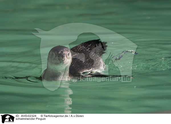 schwimmender Pinguin / swimming penguin / AVD-02324