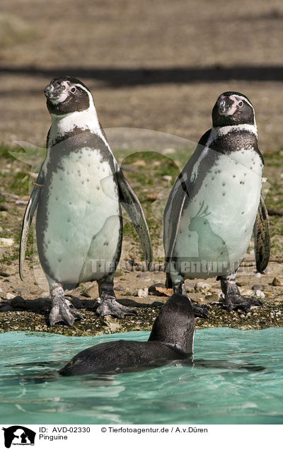 Pinguine / penguins / AVD-02330
