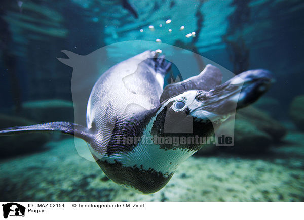 Pinguin / penguin / MAZ-02154