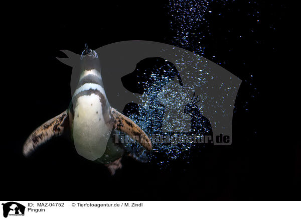 Pinguin / penguin / MAZ-04752