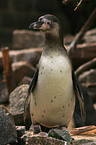 Pinguin