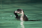 schwimmender Pinguin