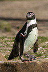 Pinguin