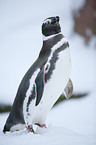 Pinguin