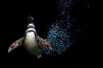 Pinguin