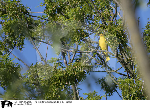 sitzender 	Pirol / sitting Golden Oriole / THA-08255