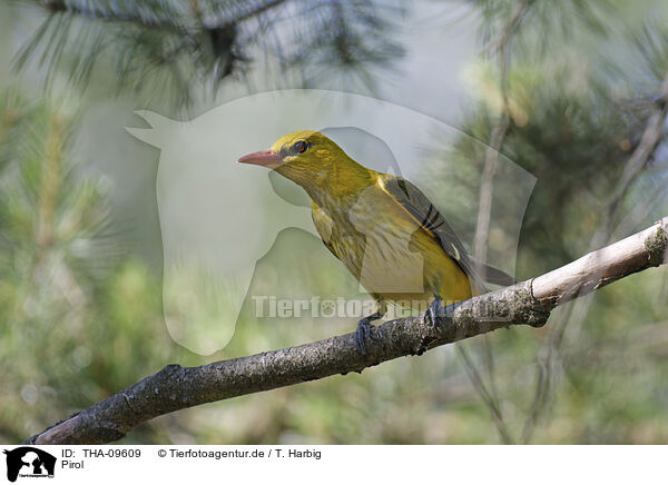 Pirol / Eurasian golden oriole / THA-09609