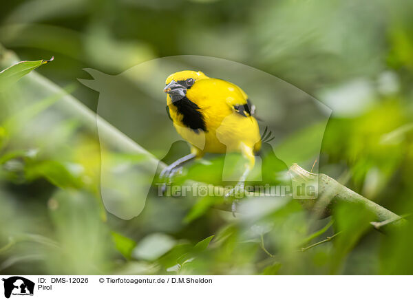 Pirol / Yellow oriole / DMS-12026
