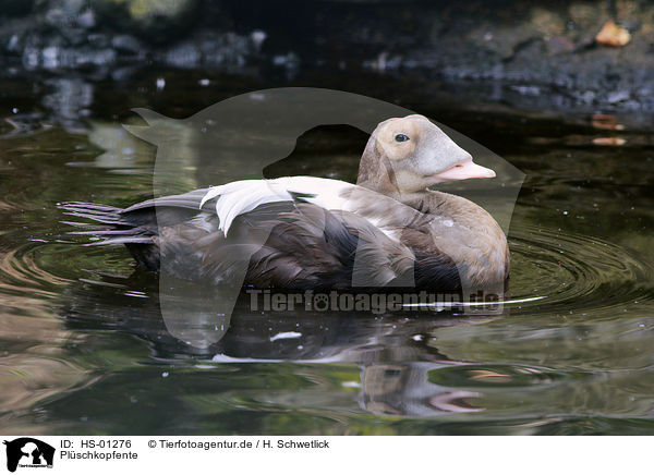 Plschkopfente / Fischers eider / HS-01276