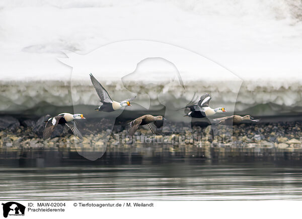 Prachteiderente / crested eider / MAW-02004
