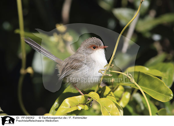 Prachtstaffelschwanz Weibchen / FF-09062