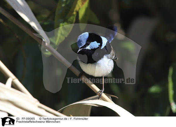 Prachtstaffelschwanz M�nnchen / FF-09065