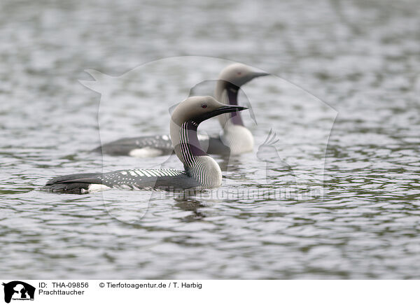 Prachttaucher / Arctic loon / THA-09856