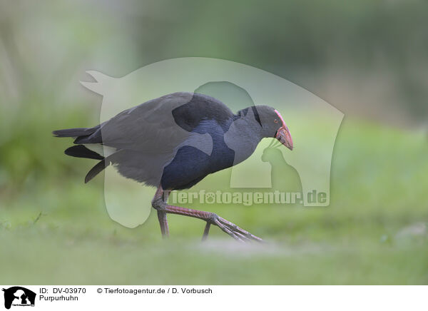 Purpurhuhn / pukeko / DV-03970