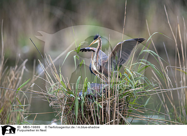 Purpurreiher im Nest / Purple Heron in the nest / MBS-19889