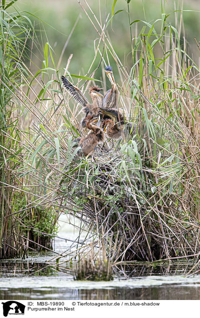 Purpurreiher im Nest / Purple Heron in the nest / MBS-19890