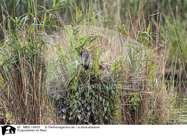 Purpurreiher im Nest / Purple Heron in the nest / MBS-19955