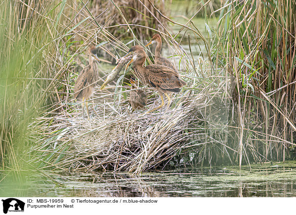 Purpurreiher im Nest / Purple Heron in the nest / MBS-19959