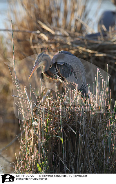 stehender Purpurreiher / standing Purple Heron / FF-09722