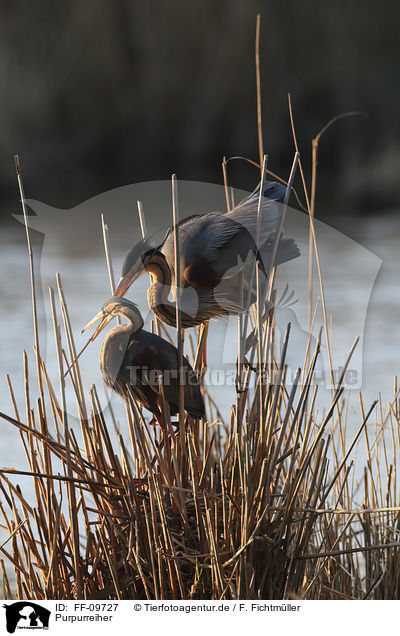 Purpurreiher / Purple Herons / FF-09727