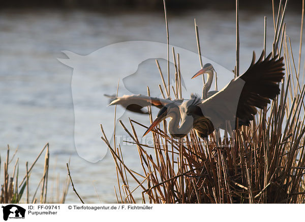 Purpurreiher / Purple Herons / FF-09741
