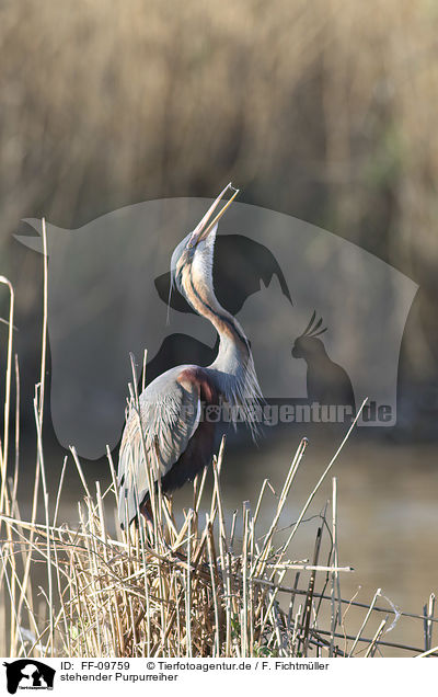 stehender Purpurreiher / standing Purple Heron / FF-09759