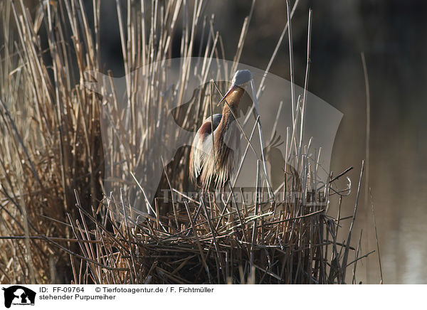 stehender Purpurreiher / standing Purple Heron / FF-09764