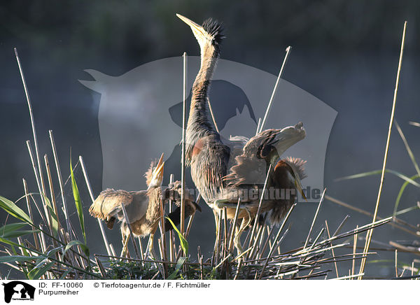 Purpurreiher / Purple Herons / FF-10060