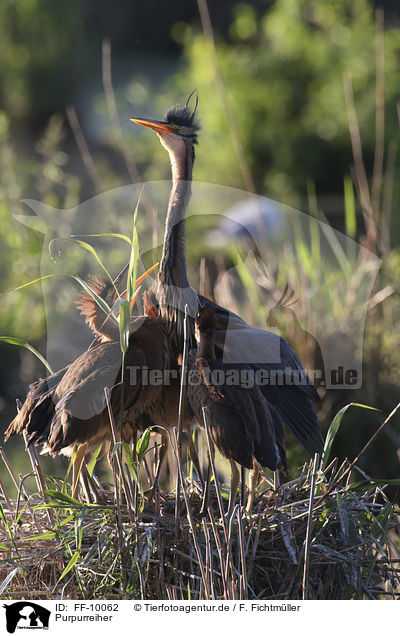 Purpurreiher / Purple Herons / FF-10062