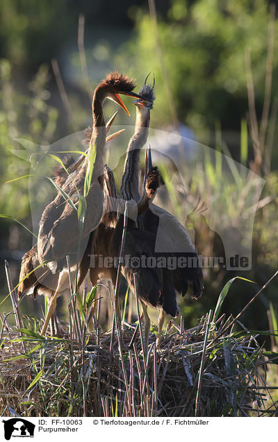 Purpurreiher / Purple Herons / FF-10063