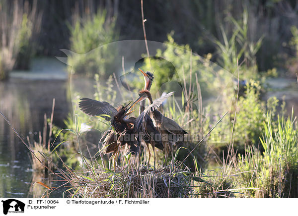 Purpurreiher / Purple Herons / FF-10064