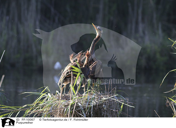 Purpurreiher / Purple Herons / FF-10067