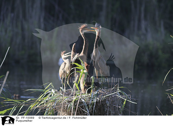 Purpurreiher / Purple Herons / FF-10069