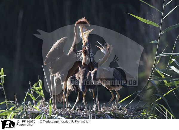 Purpurreiher / Purple Herons / FF-10079