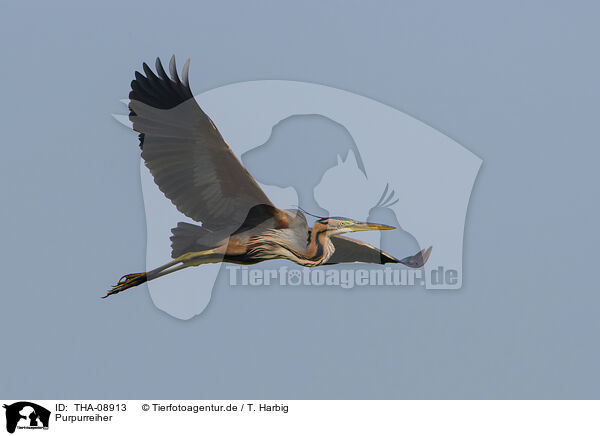 Purpurreiher / purple heron / THA-08913