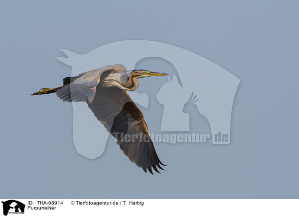 Purpurreiher / purple heron / THA-08914