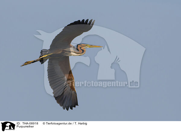 Purpurreiher / purple heron / THA-08918