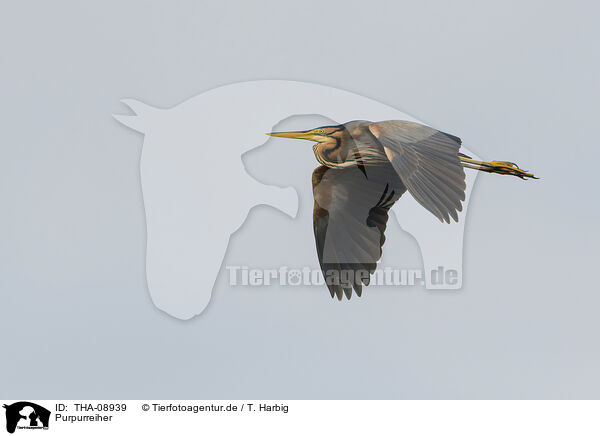Purpurreiher / purple heron / THA-08939
