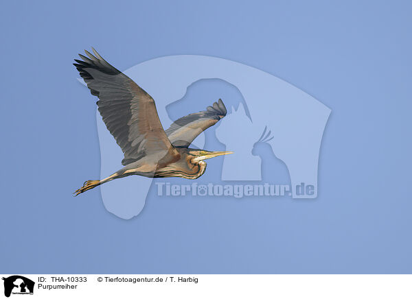 Purpurreiher / purple heron / THA-10333