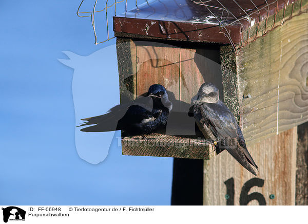 Purpurschwalben / purple martins / FF-06948