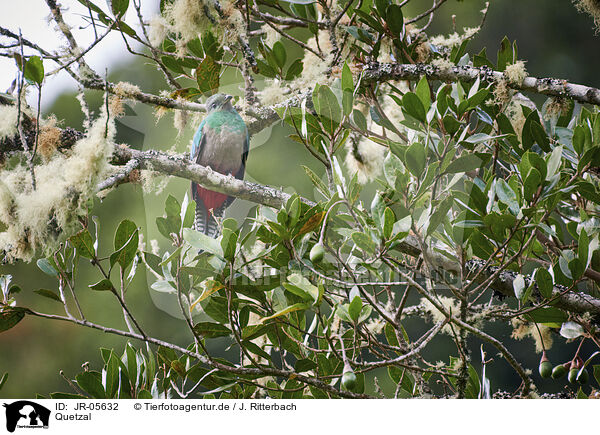 Quetzal / quetzal / JR-05632