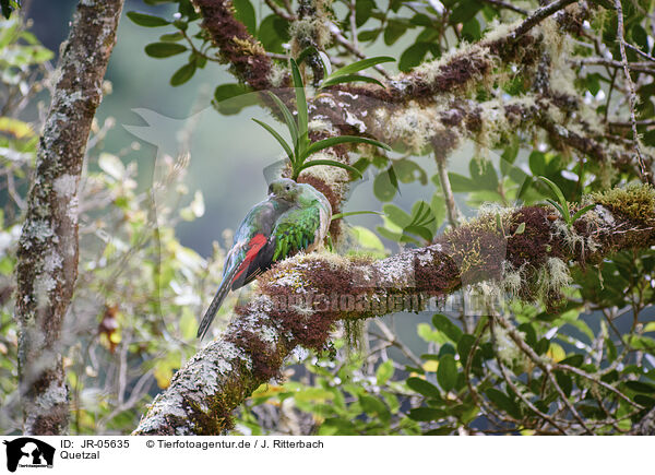 Quetzal / quetzal / JR-05635