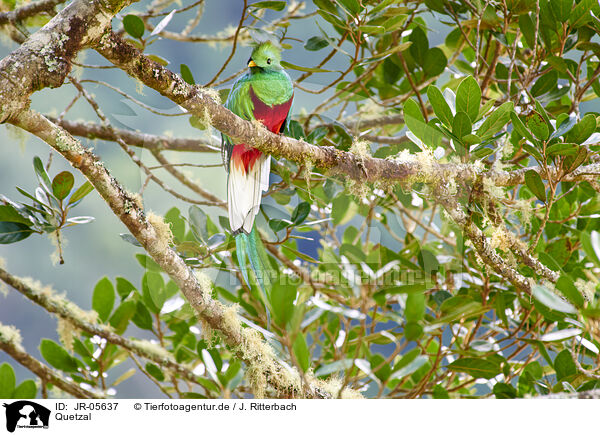 Quetzal / quetzal / JR-05637