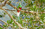 Quetzal