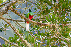 Quetzal