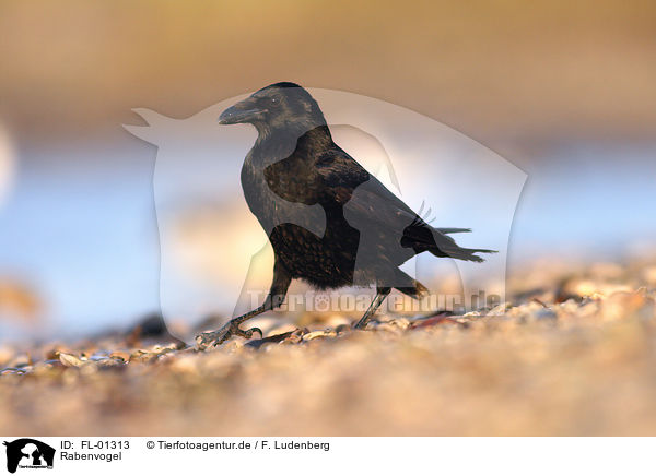 Rabenvogel / corvid / FL-01313