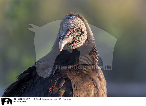 Rabengeier / American black vulture / WS-07552